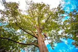 Best Tree Removal Service  in Salida Del Sol Estates, TX