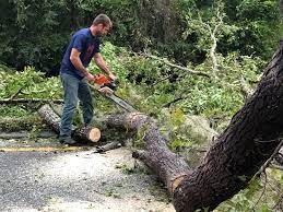 Best Storm Damage Tree Cleanup  in Salida Del Sol Estates, TX