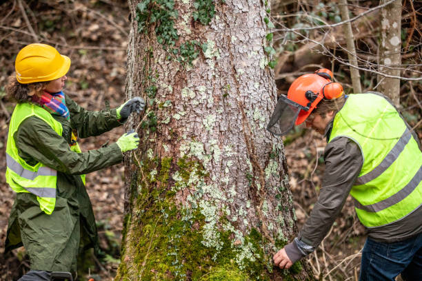 How Our Tree Care Process Works  in  Salida Del Sol Estates, TX