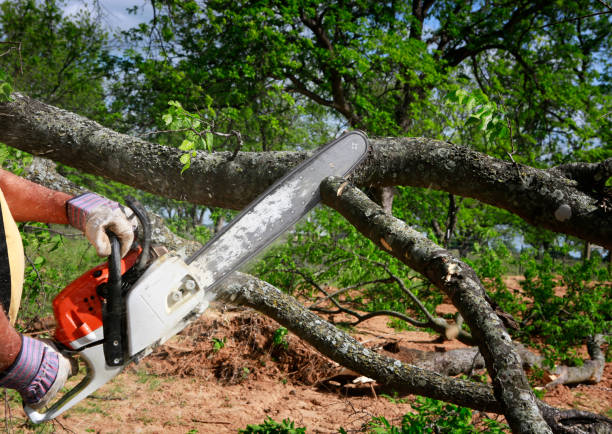  Salida Del Sol Estates, TX Tree Services Pros