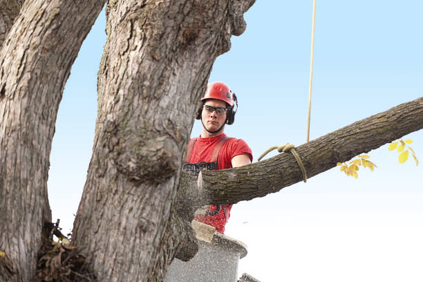 Best Tree Risk Assessment  in Salida Del Sol Estates, TX